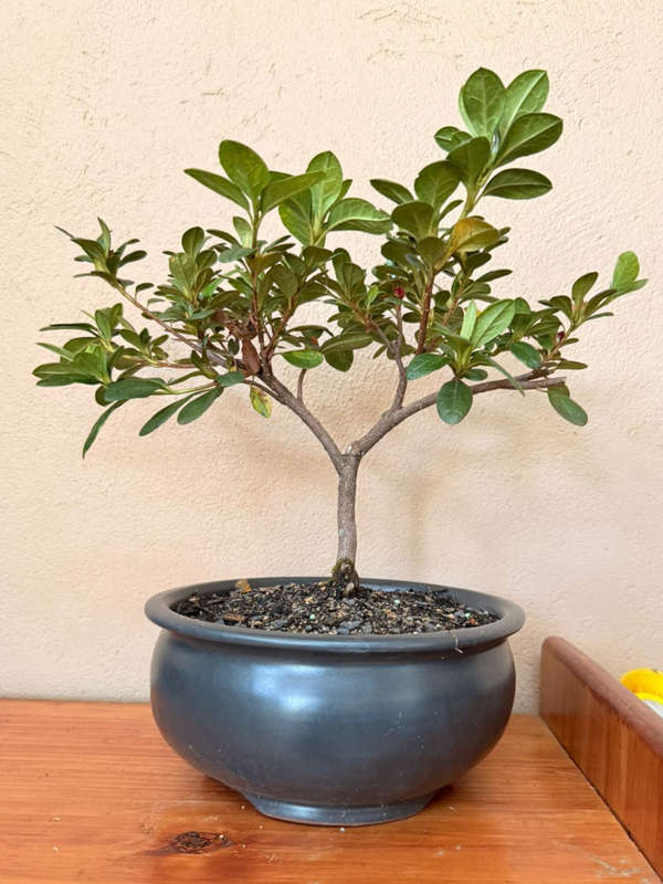 Bonsai Azalea (Rhododendron spp.), Ceramic Pot