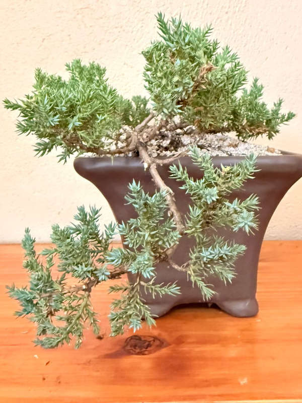 Bonsai Juniper Procumbens nana, Ceramic Pot