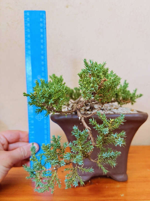 Bonsai Juniper Procumbens nana, Ceramic Pot