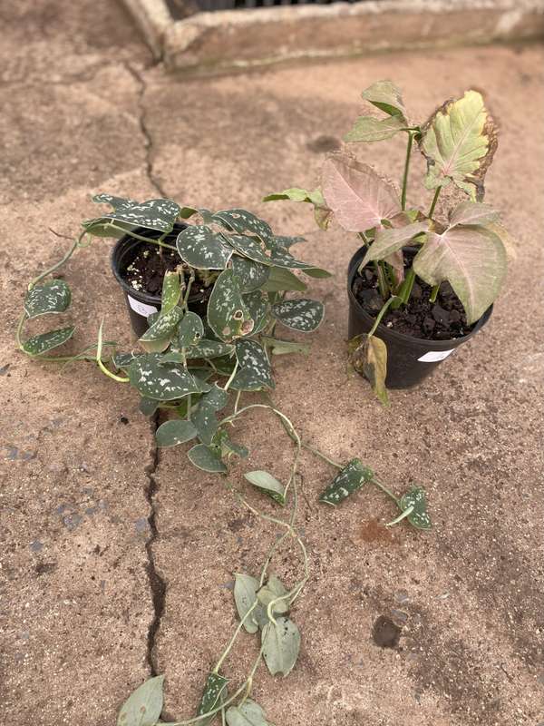 COMBO -Satin Pothos, 12cm B1 and Syngonium Robutsa 15cm A1