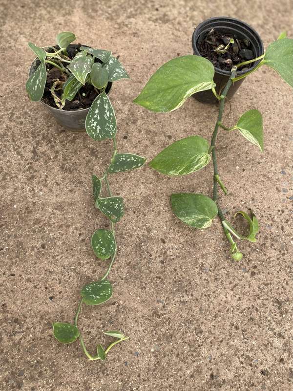 Satin Pothos 12cm, A2 and Epipremnum aureum 'Marble Queen' Pothos, 12cm B2