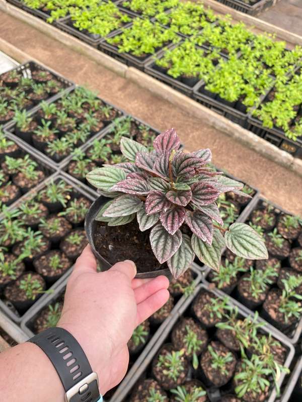 Peperomia caperata, Emerald Ripple Peperomia, 12cm A