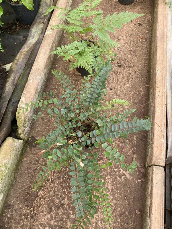 Button Fern, Pellaea rotundifolia, 12cm A3 and Rabbit's Foot Fern, Davallia fejeensis, 12cm B3