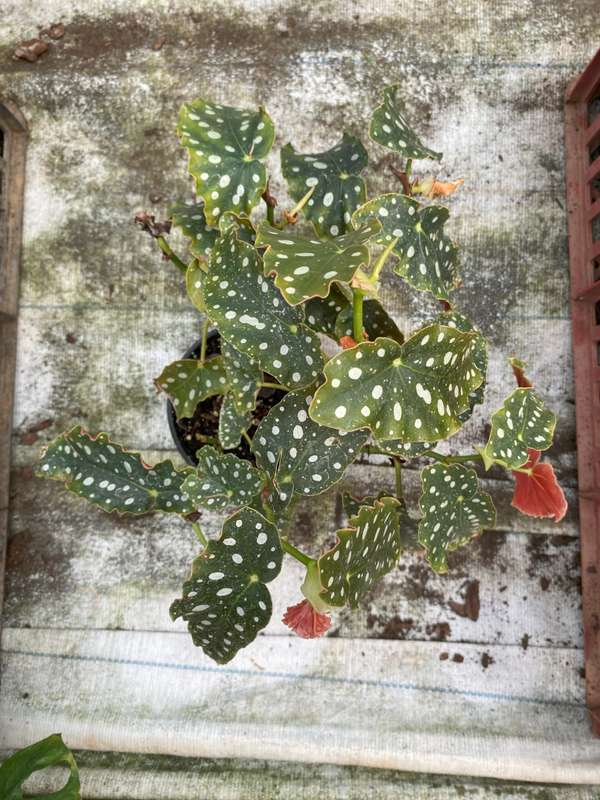 Polka Dot Begonia, 14cm
