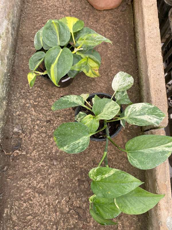 Marble Queen, 12cm and Philodendron 'Brasil' Brazil, 12cm