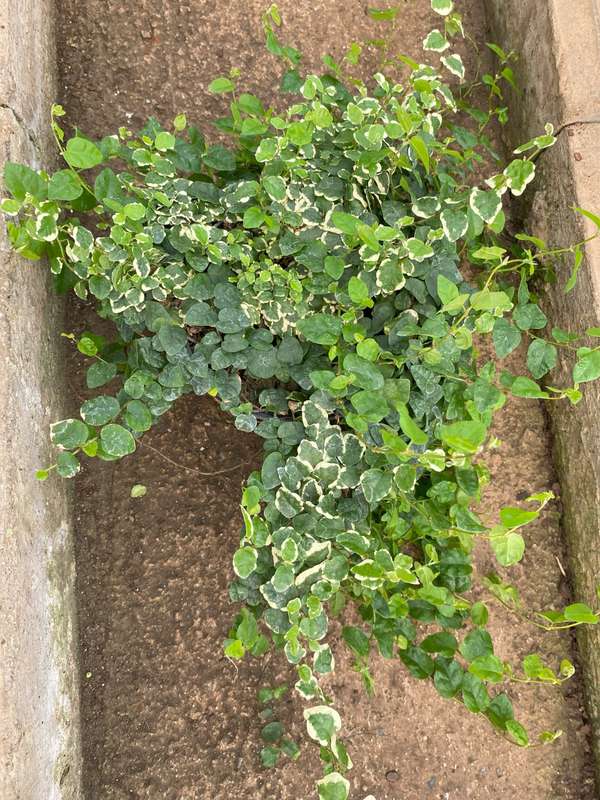 Creeping Fig, 12cm