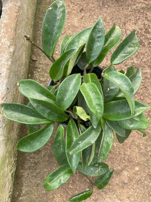 Hoya carnosa, 12cm