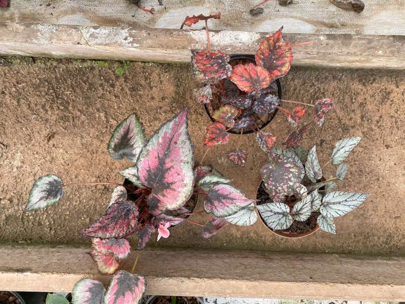 COMBO - Begonia Rex Various A