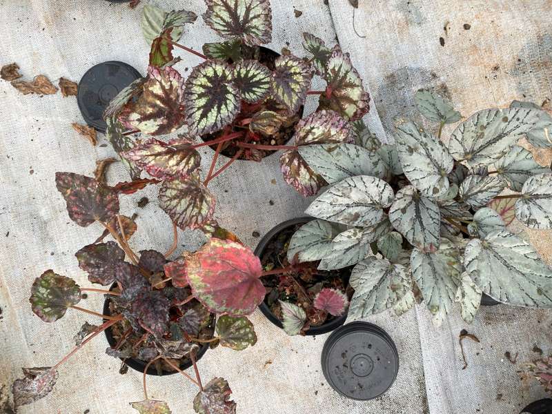 COMBO - Begonia Rex Various C