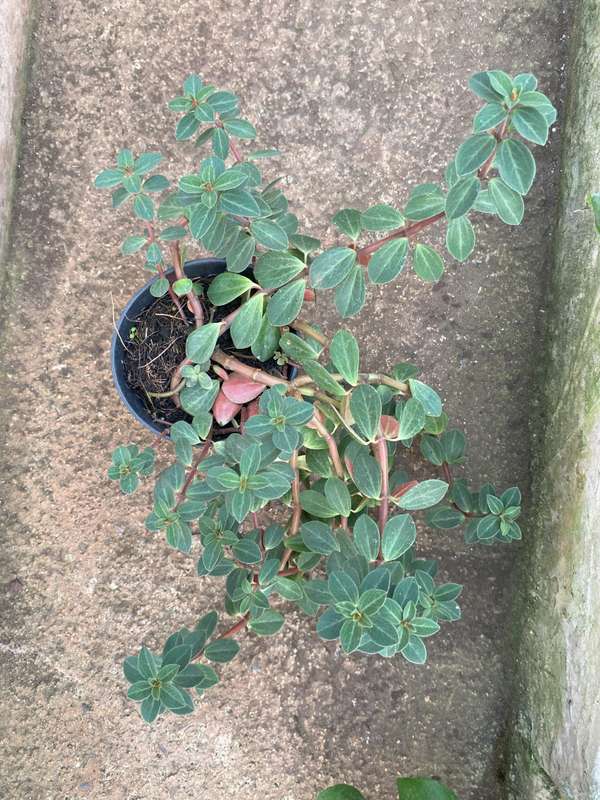 Peperomia verticillata, 14cm