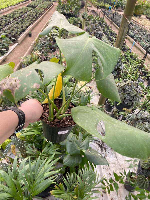 Monstera