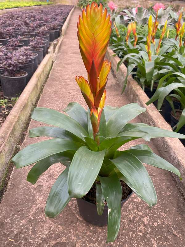 Vriesea Bromeliad, 14cm