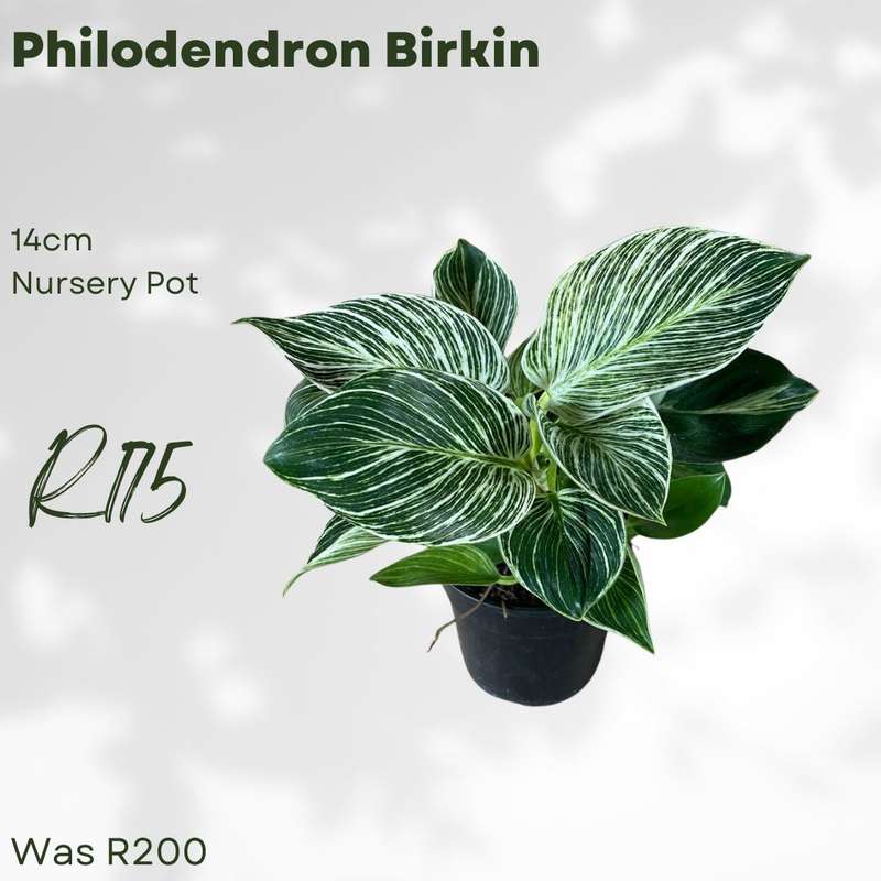 Philodendron 'Birkin'