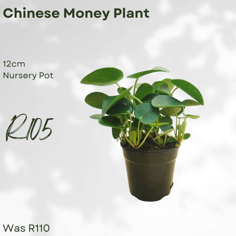 Chinese Money Plant - 12cm