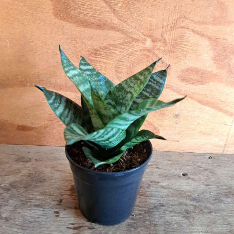Snake Plant "Rosette" 12cm