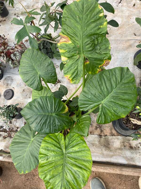 Alocasia Rubra - 30cm
