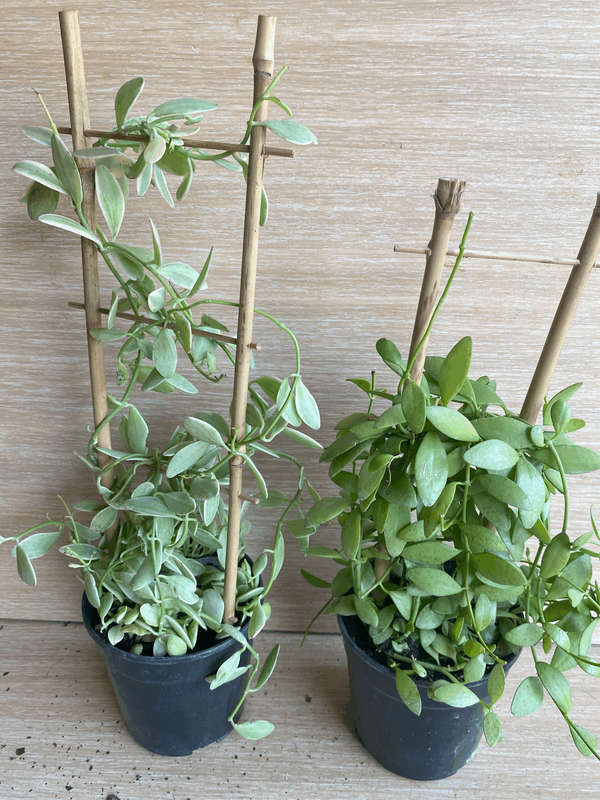 String of Footballs (Curio herreanus/Senecio herreianus) 12 cm