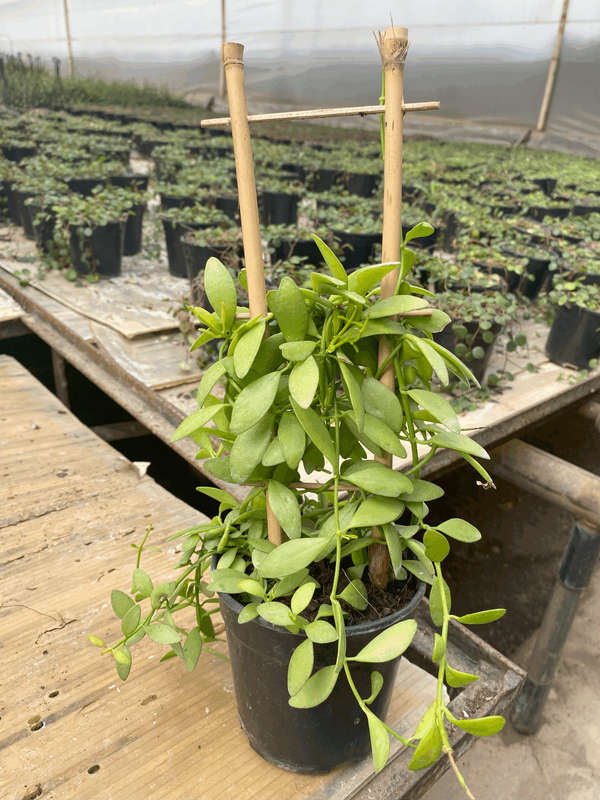 String of Footballs (Curio herreanus/Senecio herreianus) 12 cm