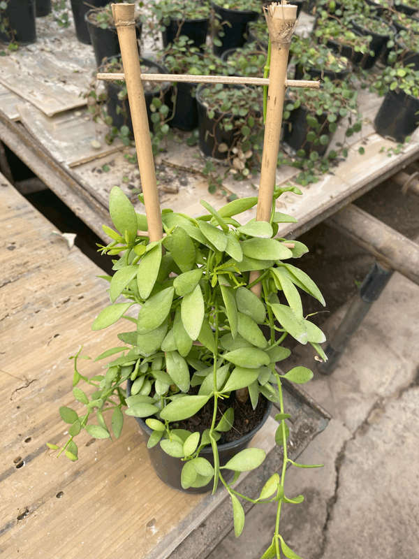 String of Footballs (Curio herreanus/Senecio herreianus) 12 cm