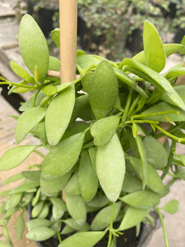 String of Footballs (Curio herreanus/Senecio herreianus) 12 cm