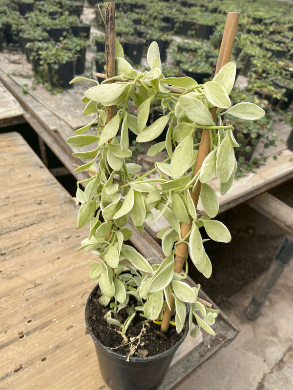String of Footballs (Curio herreanus/Senecio herreianus) 12 cm