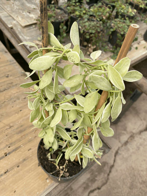 String of Footballs (Curio herreanus/Senecio herreianus) 12 cm