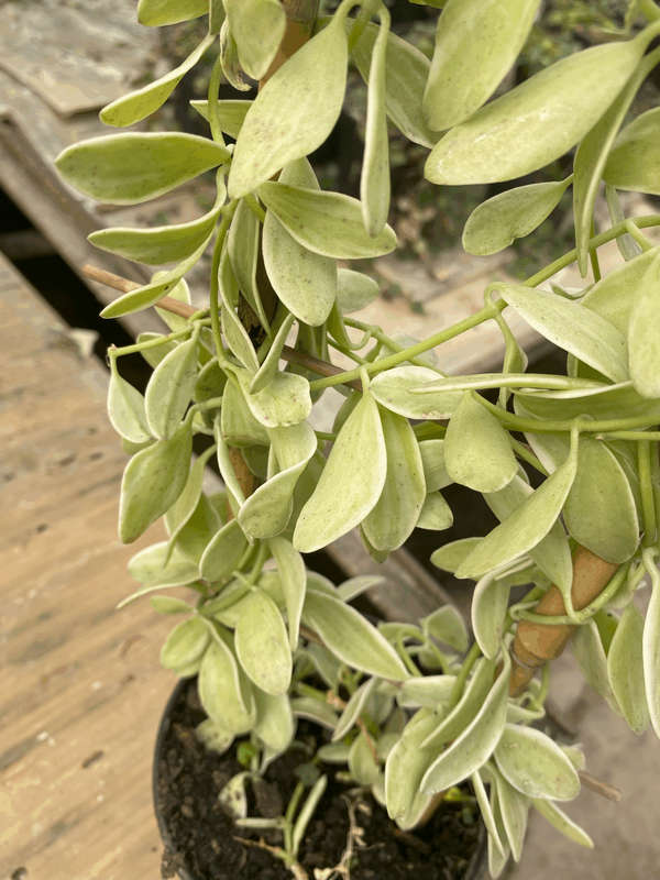 String of Footballs (Curio herreanus/Senecio herreianus) 12 cm