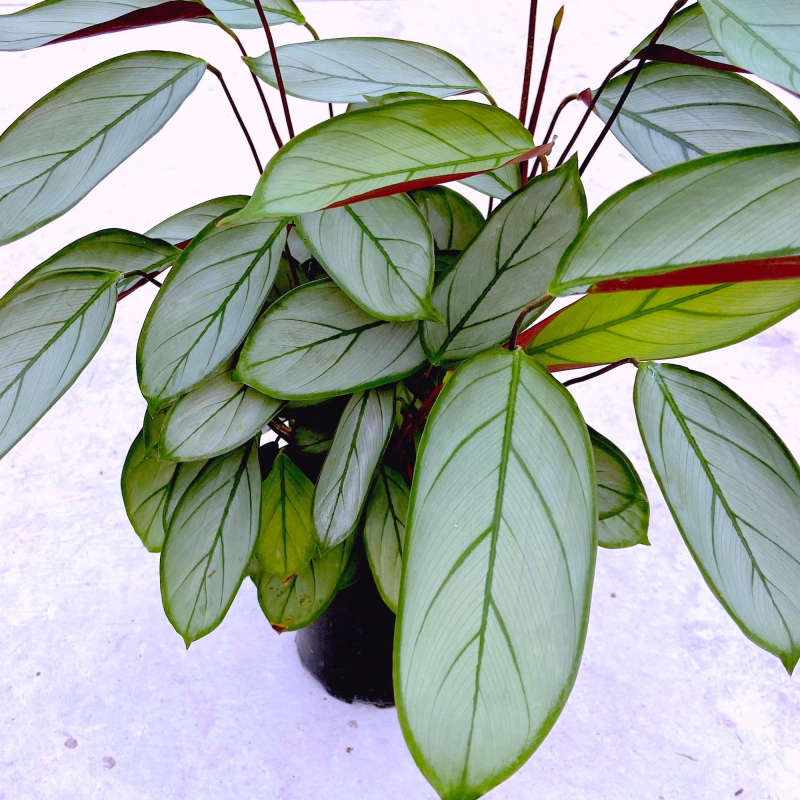 Prayer Plant Grey Star (Ctenanthe setosa) 16.5 & 23 cm Nursery Pot