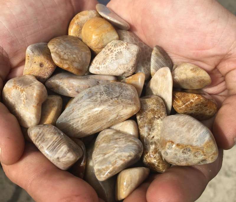 Agatized Coral Tumbled Stones