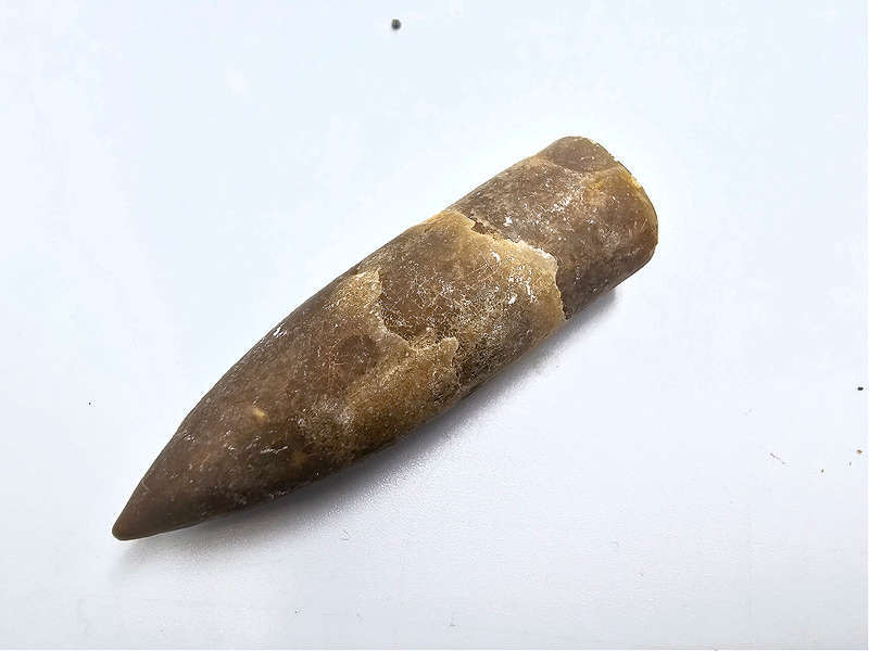 Belemnite Bullet Fossil D (11.2g)