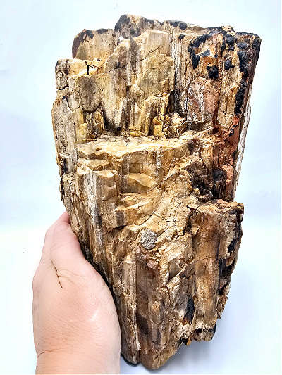 Petrified Wood Log Fossil XXL (9.6kg)