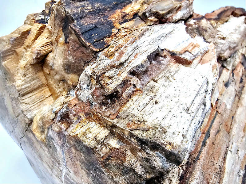 Petrified Wood Log Fossil XXL (9.6kg)