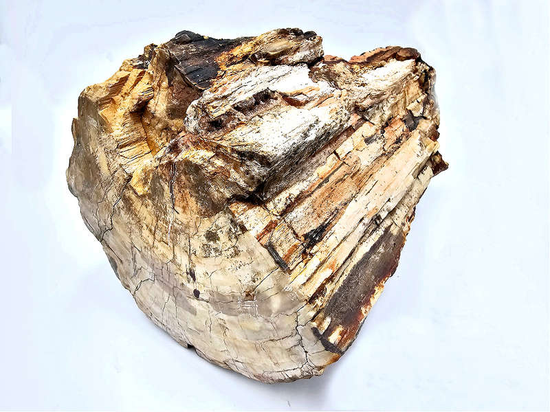 Petrified Wood Log Fossil XXL (9.6kg)
