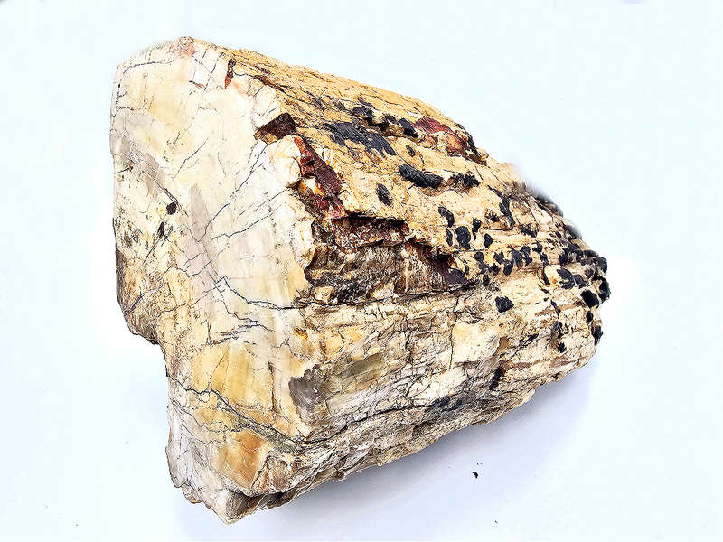 Petrified Wood Log Fossil XXL (9.6kg)