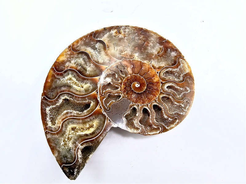 Ammonite Fossil Large A (172g)