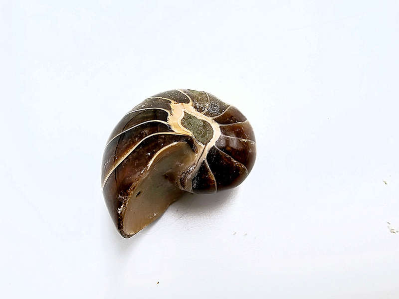 Ammonite Polished Mini (2-3cm)