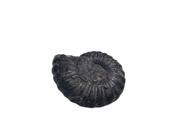 Ammonite Black Mini Fossil