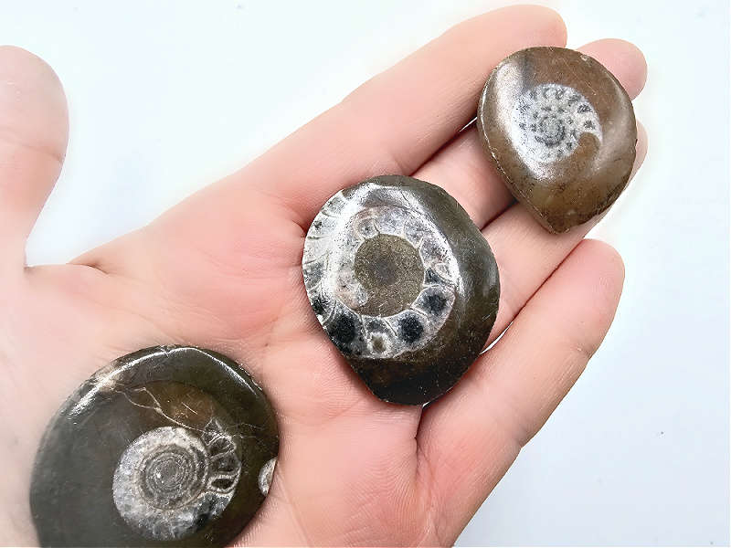 Ammonite Fossil Polished Round (3-4cm)