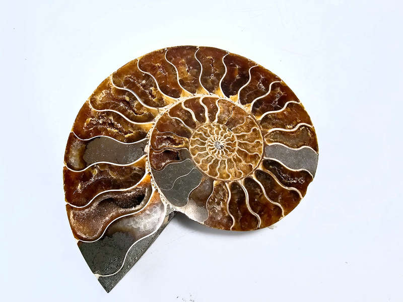 Ammonite Fossil Large B (386g)