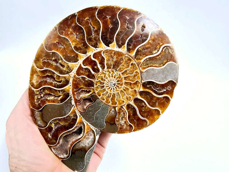 Ammonite Fossil Large B (386g)