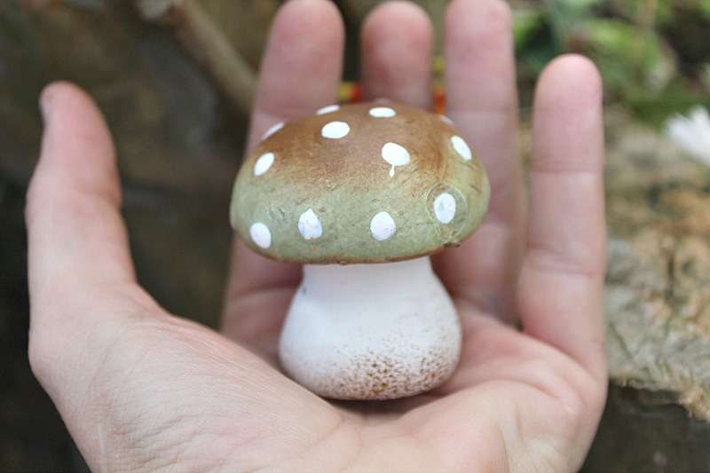 Brown &amp; Green Mushroom