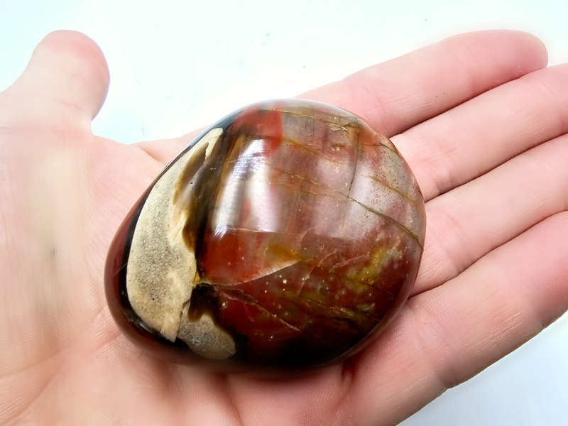 Petrified Wood Palm Stone A (117g)