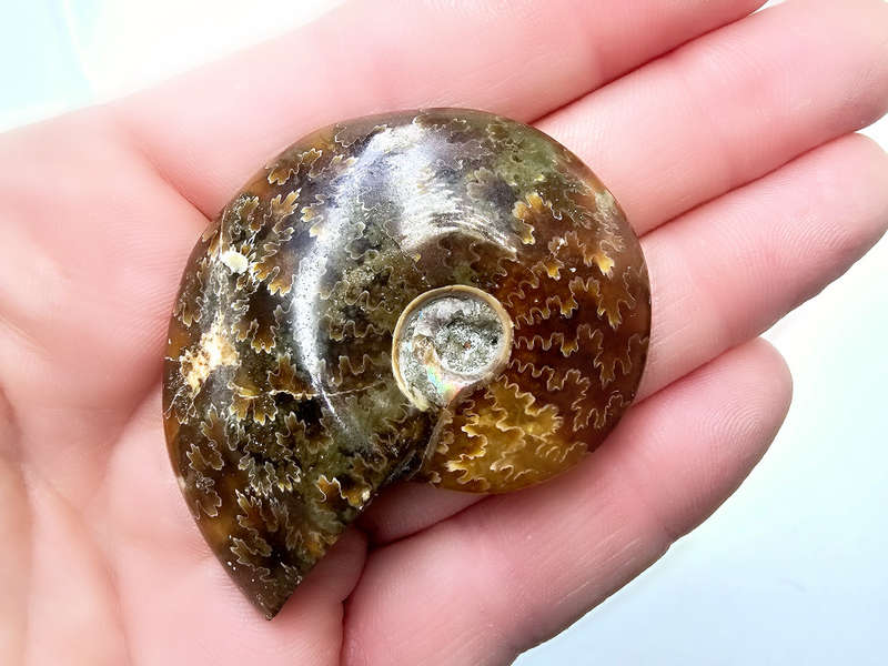 Ammonite Polished Whole A (36g)