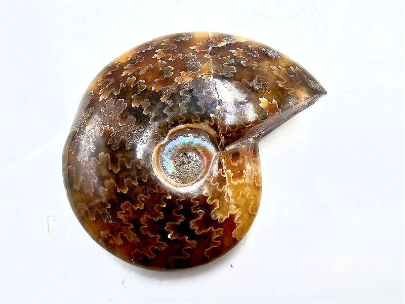 Ammonite Polished Whole A (36g)