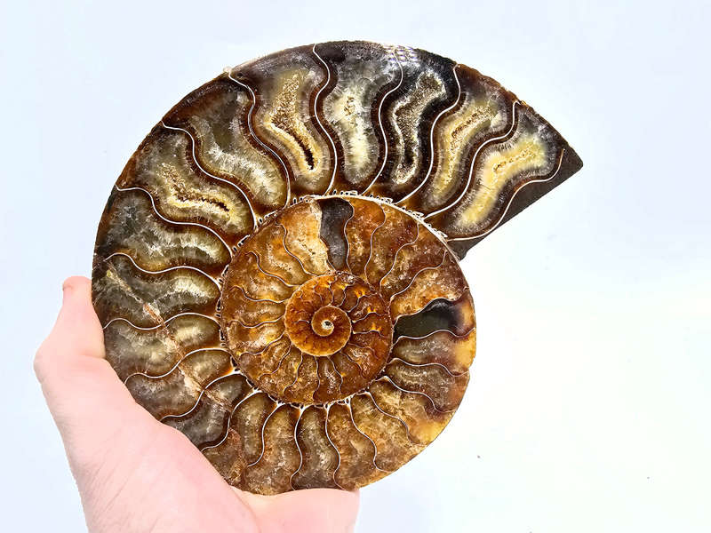 Ammonite Fossil XL A (500g)
