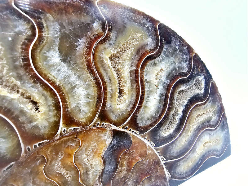 Ammonite Fossil XL A (500g)