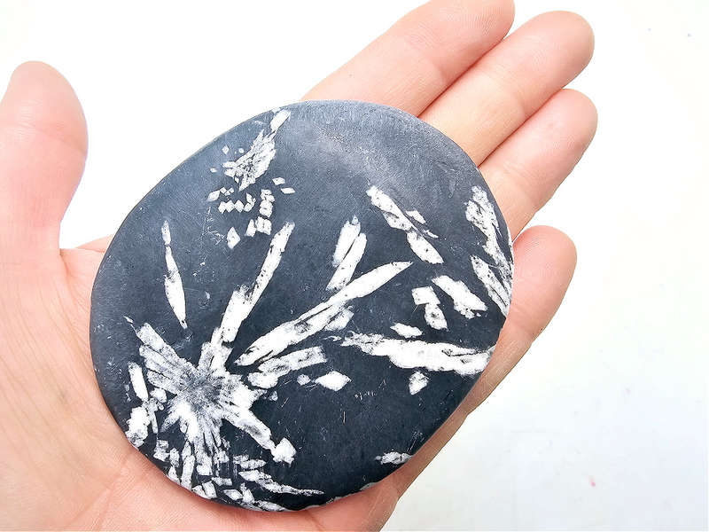 Chrysanthemum Fossil Stone A (140g)