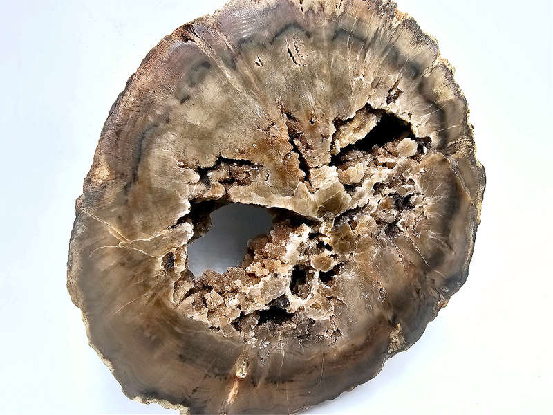 Petrified Wood Log A (1kg)