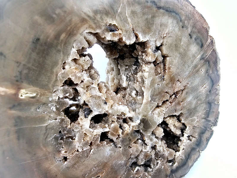 Petrified Wood Log A (1kg)