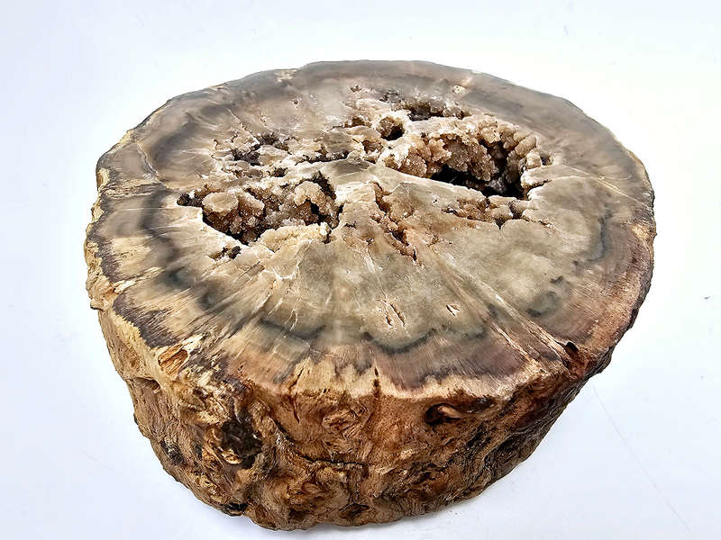 Petrified Wood Log A (1kg)